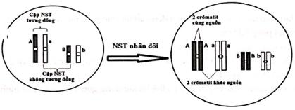 Cặp nhiễm sắc thể tương đồng xuất hiện ở