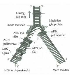 quá trình tổng hợp adn