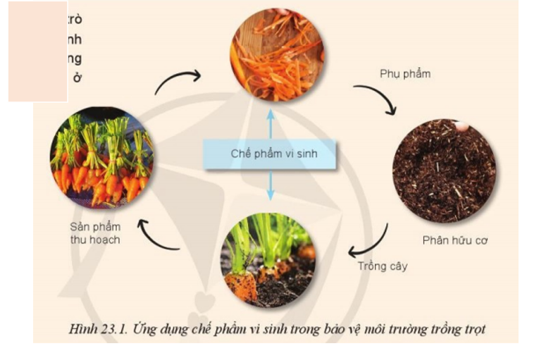 Hãy giải thích vai trò của chế phẩm vi sinh trong bảo vệ môi trường trồng trọt thể hiện ở Hình 23.1 (ảnh 1)