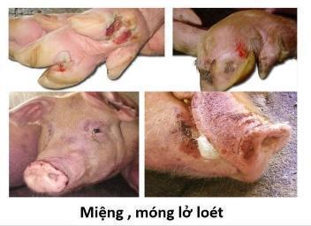 Quyết định về việc ban hành Kế hoạch thông tin, tuyên truyền phòng, chống bệnh Lở mồm long móng giai đoạn 2021 - 2025 trên địa bàn tỉnh - Xuất bản thông tin