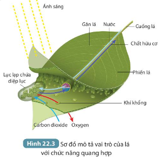 Diagram, radar chartDescription automatically generated