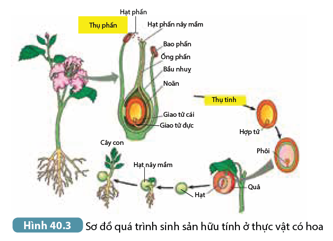 DiagramDescription automatically generated