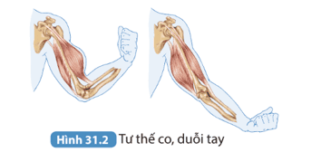 cau-hoi-2-trang-126-khtn-8-ket-noi.png