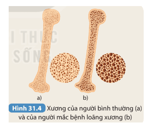 hoat-dong-1-trang-126-khtn-8-ket-noi.png