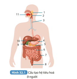 cau-hoi-trang-129-khtn-8-ket-noi.png