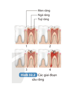 hoat-dong-1-trang-130-khtn-8-ket-noi-1.png