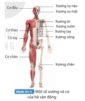 cau-hoi-1-trang-126-khtn-8-ket-noi.png